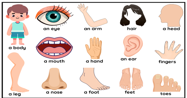 2. Sınıf 3.Tema Personal Life Body Parts Deftere Yapıştırma