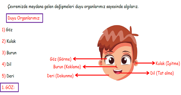 3. Sınıf Fen Bilimleri Duyu Organlarımız Konu Özeti, Etkinlik ve Test Çalışmaları