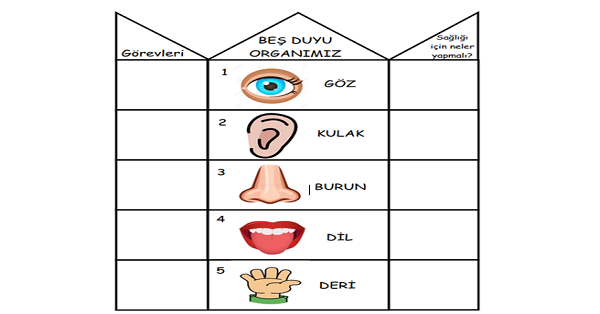 3. Sınıf Fen Bilimleri Beş Duyu Organı İnteraktif Defter Çalışması