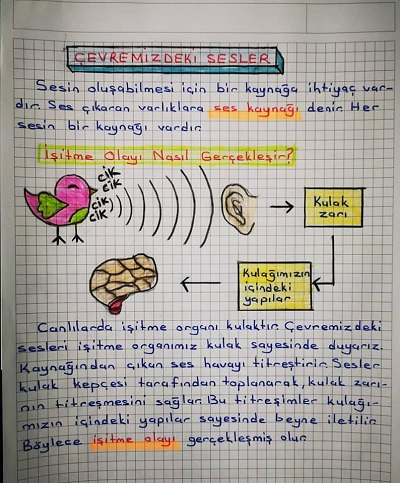 3. Sınıf Fen Bilimleri Çevremizdeki Sesler, Sesin İşitmedeki Rolü Konu Özeti