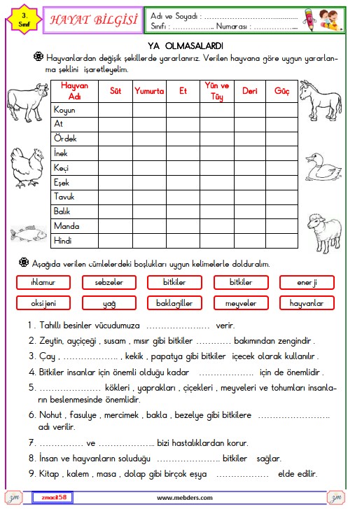 3. Sınıf Hayat Bilgisi Hayvanların ve Bitkilerin Önemi Etkinliği