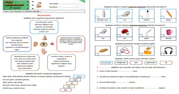 3. Sınıf Fen Bilimleri Duyu Organları ve Görevleri Etkinliği 1