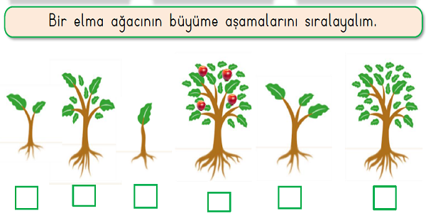 1. Sınıf Hayat Bilgisi Çevremizdeki Bitkiler Etkinliği
