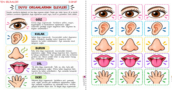 3. Sınıf Fen Bilimleri Duyu Organlarının İşlevleri Defter Notları ve Kes Yapıştır Etiketleri