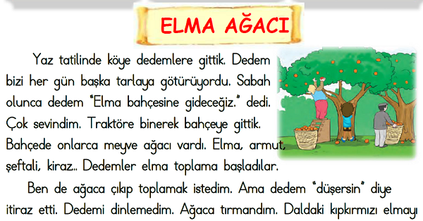 1. Sınıf Türkçe Okuma Anlama (Elma Ağacı)-4