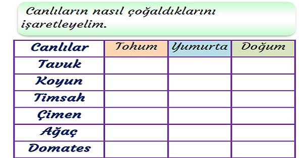 3. Sınıf Fen Bilimleri Canlıların Ortak Özellikleri Etkinliği
