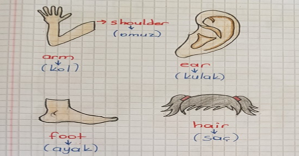 2. Sınıf İngilizce Unit 7 The Body Parts Ders Notları