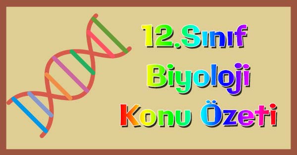 12. Sınıf Biyoloji Nükleik Asitlerin Keşfi ve Önemi Konu özeti