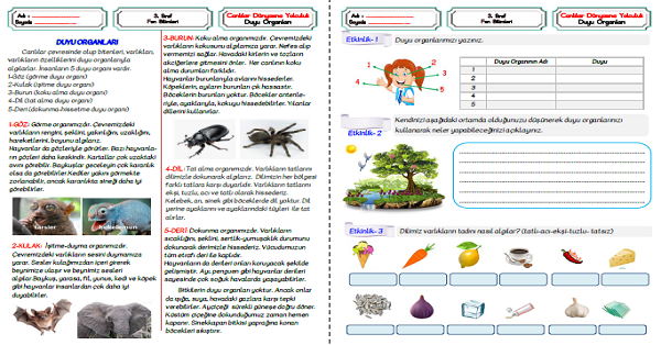 3. Sınıf Fen Bilimleri Duyu Organlarının İşlevleri Etkinliği 1