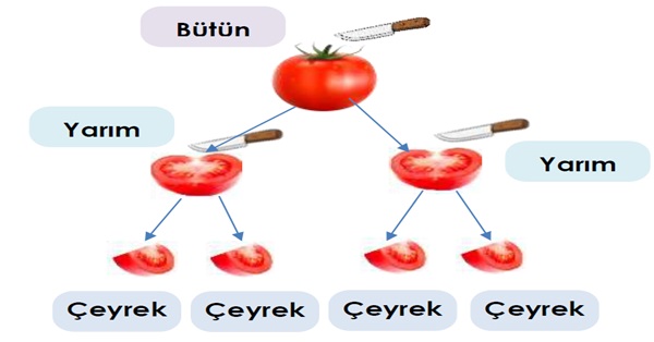 2. Sınıf Matematik Kesirler (Bütün-Yarım-Çeyrek) Etkinliği-1