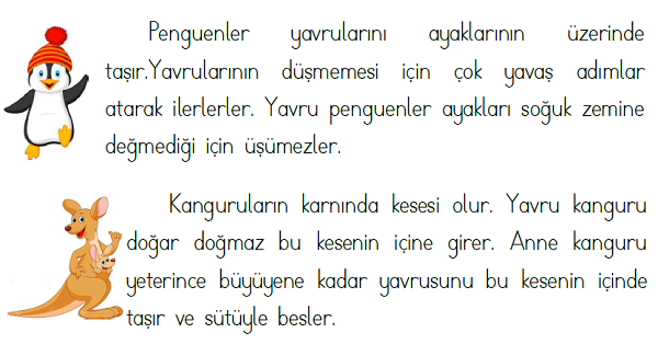1. Sınıf Türkçe Hayvanlar ve Yavruları Okuma Çalışması ve Testi